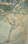 Blossoming Pear Tree (nn04)